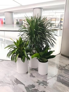 速看！宁波鄞州绿化修剪哪家能满足需求？